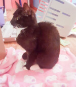 2018-01-21 Katze Svg+xml,%3Csvg%20xmlns%3D%22http%3A%2F%2Fwww.w3